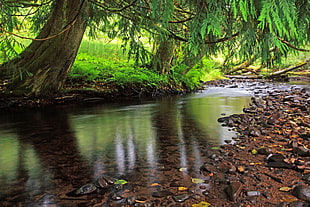 running waters beside trees during daytime HD wallpaper
