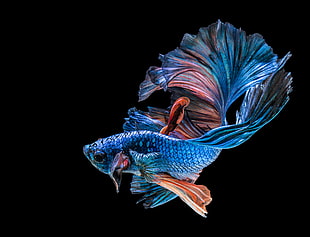 blue and pink Siamese fighting fish, animals, fish