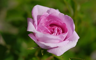 pink rose, rose, pink roses, flowers, pink flowers HD wallpaper