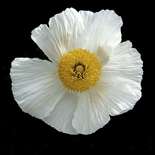 close up photo of white and yellow flower HD wallpaper
