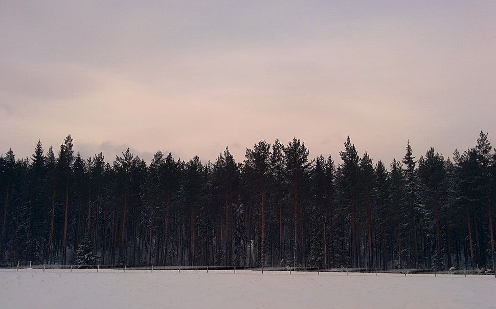 green leafed tree lot, Sweden, Sundvall, forest, snow HD wallpaper