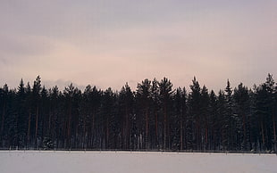 green leafed tree lot, Sweden, Sundvall, forest, snow