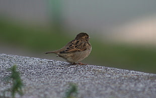 depth of field photography of brown sparrow bird perching on gray surface