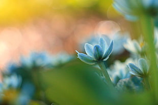 blue flower during day time HD wallpaper