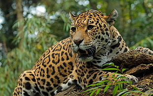 adult leopard on forest