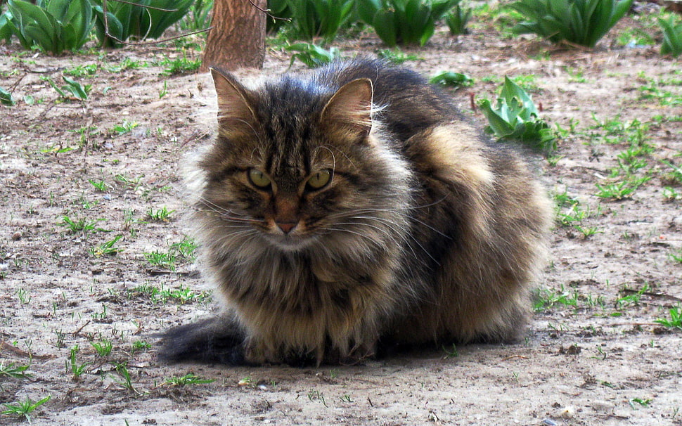 brown Persian cat in shallow focus photography HD wallpaper