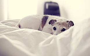 Jack Russell Terrier on top of bed inside the room