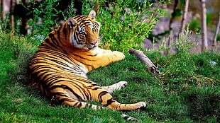 tiger in green grass HD wallpaper