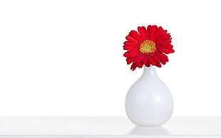 white ceramic vase and red multi-petaled flower