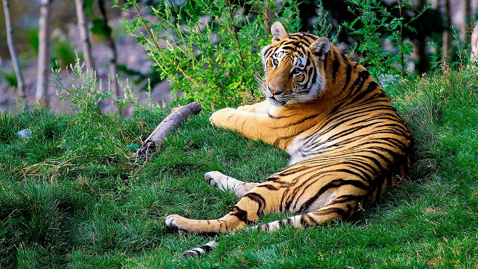 tiger lying on the grass HD wallpaper