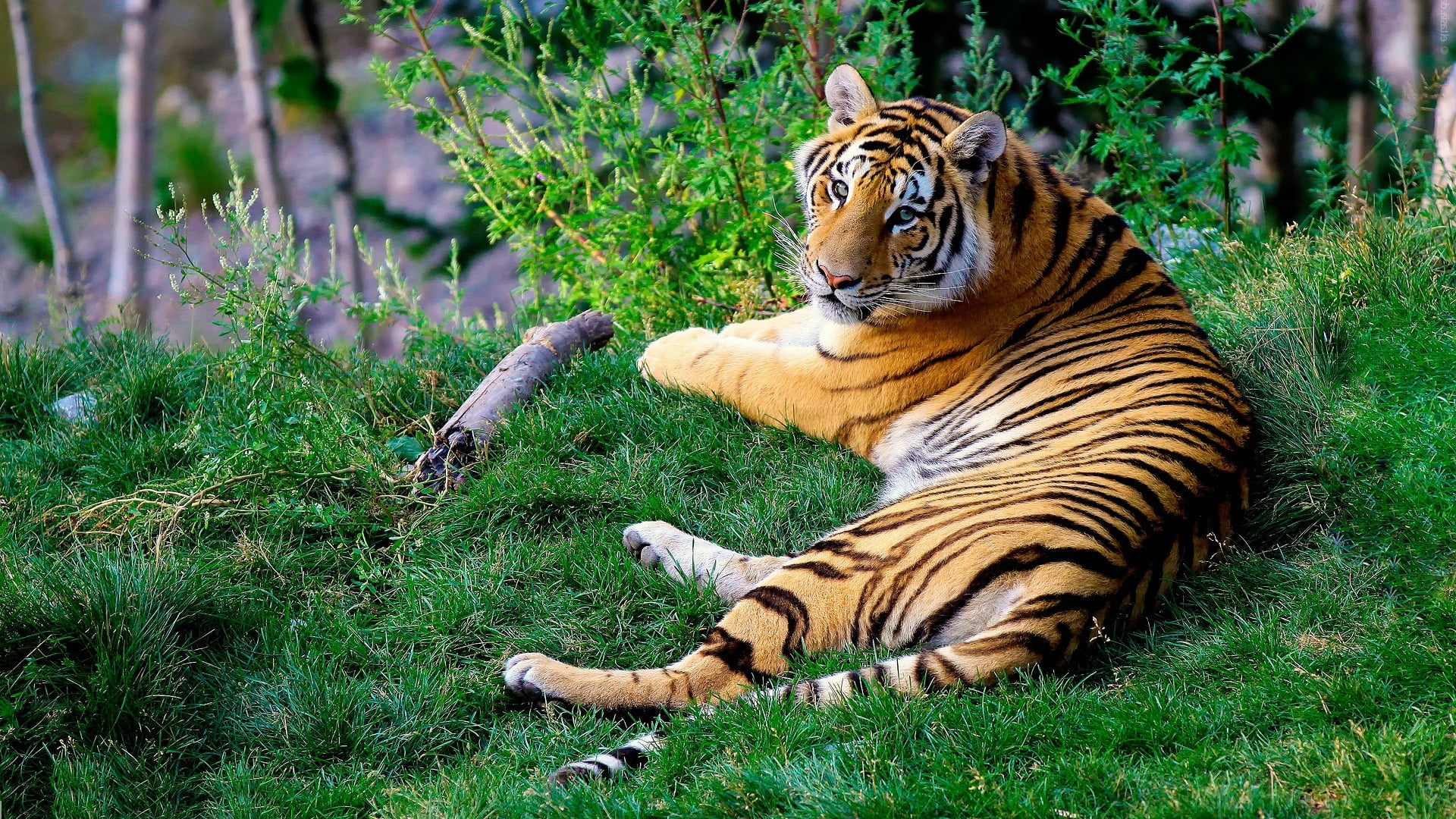 Tiger lying on the grass HD wallpaper | Wallpaper Flare