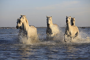 group of white horse running on top of body of water
