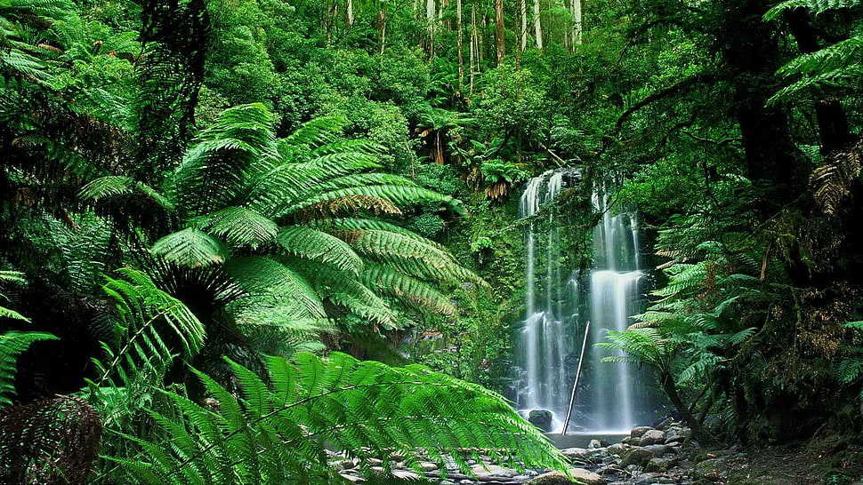 green leafed plant, forest, Australia HD wallpaper