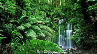 green leafed plant, forest, Australia HD wallpaper
