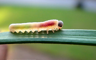 green and red worm, insect