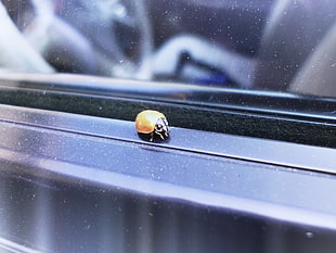 black Sony PS4 game console, ladybugs, window, insect HD wallpaper