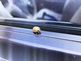 black Sony PS4 game console, ladybugs, window, insect