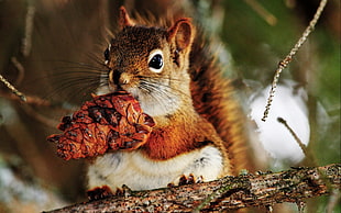 close-up photo of squirrel eating fruit HD wallpaper