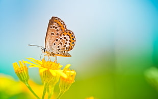 brown and black butterfly on yellow flower during daytime HD wallpaper