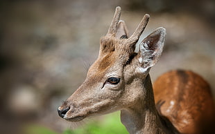 deer in macroshot photography
