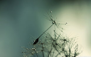 selective focus photography of gray Dandelion Seed head