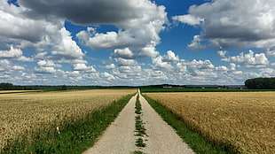 wheat field between the brown road under stratus clouds HD wallpaper
