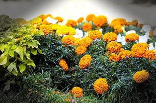 orange petaled flower photo