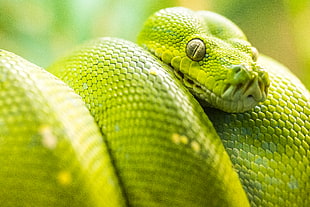 close up photo of green snake