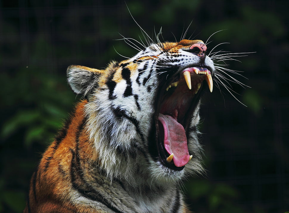 brown, white ,and black tiger HD wallpaper