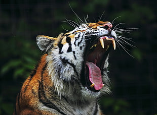 brown, white ,and black tiger