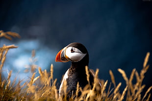 focus photography of Atlantic Puffin