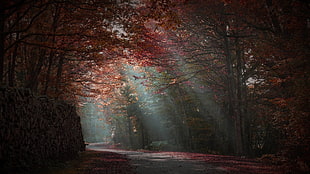 cherry blossoms tree, forest