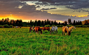 photo of herd of brown and white horse on green grass during day time