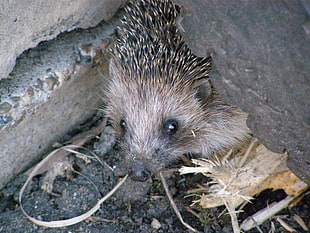 brown hedgehog under gray stone
