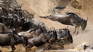 brown bulls, animals HD wallpaper