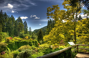 landscape photography of green trees