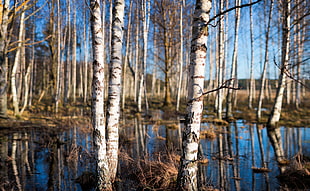 birch trees on body of water HD wallpaper
