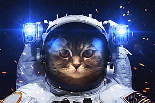 austrocate, astronaut, cat, space HD wallpaper