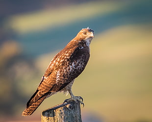selective focus photography of brown falcon, red-tailed hawk