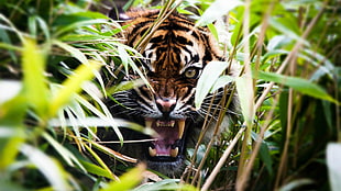 Bengal tiger, tiger, nature, wildlife, animals HD wallpaper