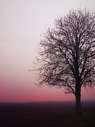 silhouette photo of leafless tree