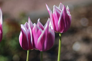 tilt-shift photography pink tulips flowers