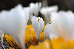 tilt shift photography of white and yellow flowers