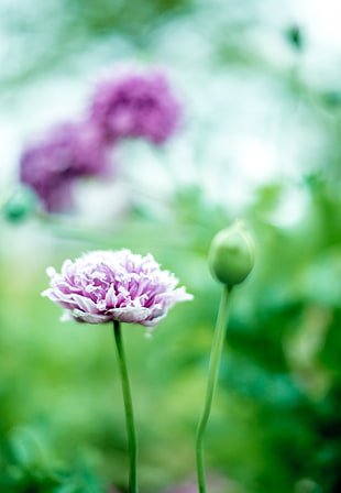 purple petaled flower selective photography HD wallpaper