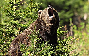 Grizzly bear surrounded with gree plants HD wallpaper
