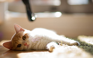 focus photo of white and orange tabby kitten