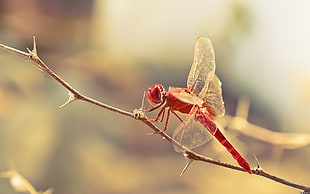 Dragonfly,  Insect,  Twig,  Blur HD wallpaper