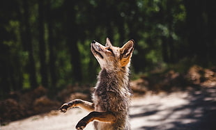 brown fox, Fox, Standing, Predator HD wallpaper