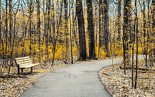 bench beside pathway between trees HD wallpaper