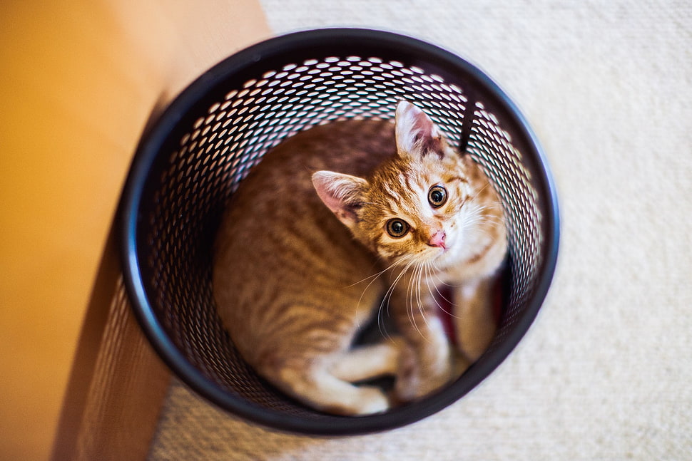 brown tabby cat, cat, trash HD wallpaper